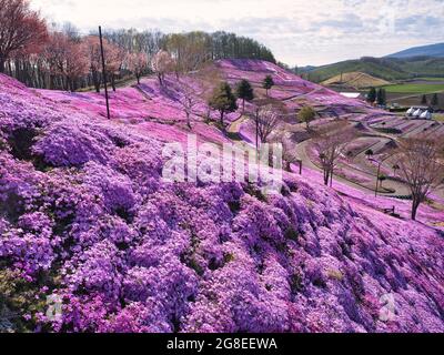 Higashimokoto Shibazakura Park, Hokkaido, Japan Stockfoto