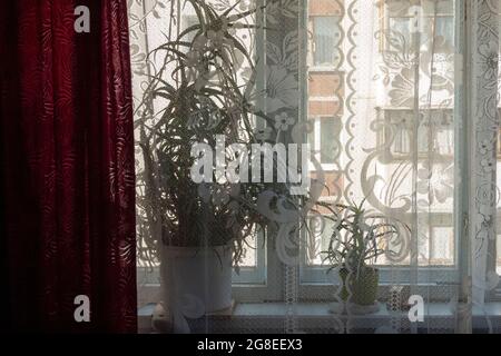 Viele Zimmerpflanzen stehen auf der Fensterbank. Stockfoto