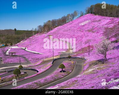 Higashimokoto Shibazakura Park, Hokkaido, Japan Stockfoto