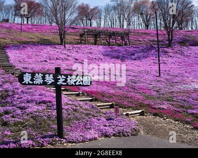 Higashimokoto Shibazakura Park, Hokkaido, Japan Stockfoto