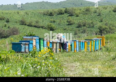 Ein Imker steht in der Nähe einer Reihe von mehrfarbigen Bienenstöcken mit Bienen auf einer Lichtung. Vor dem Hintergrund der Berge Stockfoto