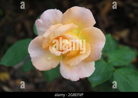 Blüht EINE gelbe Orange Rosa mehrfarbige Rose Blume mit Wassertropfen Stockfoto