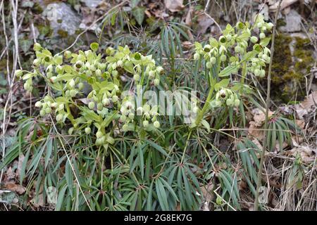 Stinkender Hellebore - Dungwort - Bärenfuß (Helleborus foetidus) blüht am Ende des Winters Belgien Stockfoto