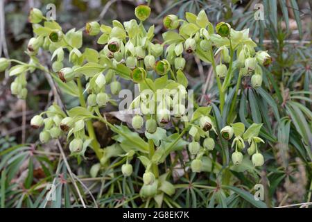 Stinkender Hellebore - Dungwort - Bärenfuß (Helleborus foetidus) blüht am Ende des Winters Belgien Stockfoto