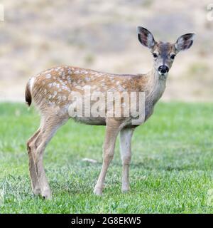 Weißfleckige Schwarzschwanzhirschfawn grasen in Alert. Quail Hollow County Park, Santa Cruz County, Kalifornien, USA. Stockfoto