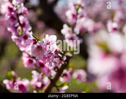 Nahaufnahme der Pfirsichblüte auf den Feldern und Wiesen Stockfoto