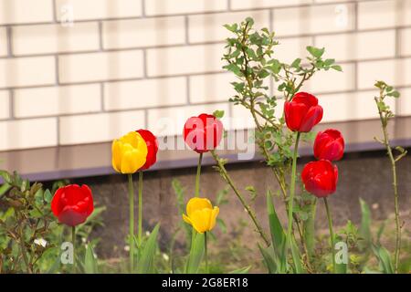 Gelbe und rote Tulpen mit grünen Blättern auf einem Blumenbeet im Garten. Es ist Speicherplatz für Kopien vorhanden. Schönheit in der Natur, blühende Pflanze im Frühling oder Sommer. Unschärfe-Funktion für den Hintergrund. Stockfoto