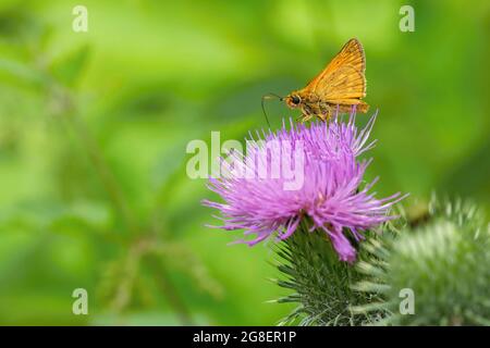 Ein großer Skipper, ein kleiner orangefarbener Schmetterling, der auf einer violetten Distelblume sitzt. Grüne Vegetation im Hintergrund. Sommertag in der Natur. Stockfoto