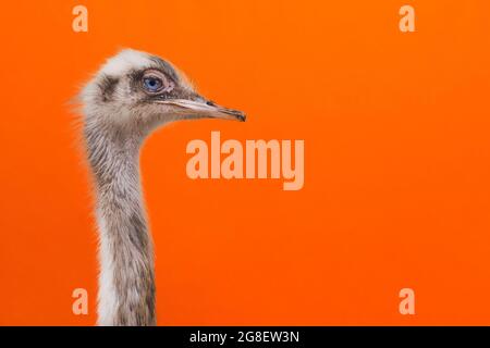 Porträt eines Straußenkopfprofils.Vogel-Strauß mit lustigem Blick auf einem orangen Hintergrund.Nahaufnahme.Raum kopieren. Stockfoto