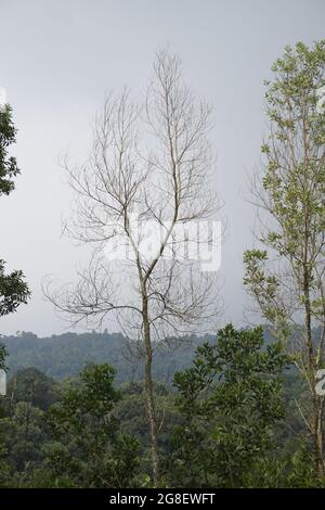 Toter Baum mit vielen Ästen Stockfoto