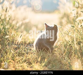 Im Sommer sitzt ein kleines graues Kätzchen auf einem Grasfeld. Stockfoto