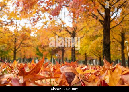 Nahaufnahme der orangefarbenen Herbstblätter auf dem Boden Stockfoto