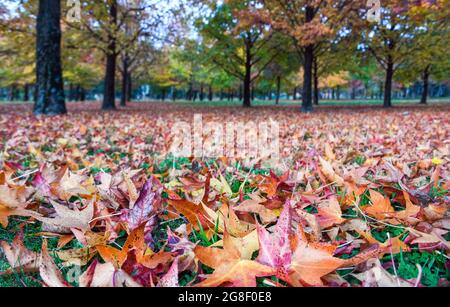 Wenn man die bunten Herbstblätter auf dem Boden genau betrachtet Stockfoto