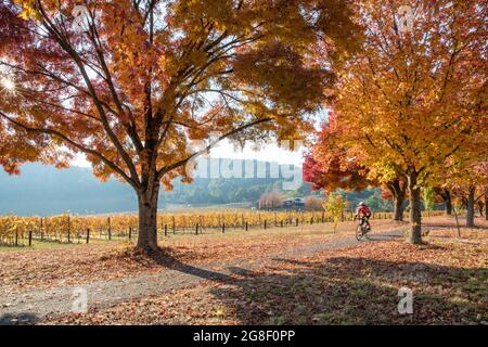 Ein Fahrradfahrer fährt auf dem Weg, der von Herbstblättern umgeben ist Stockfoto