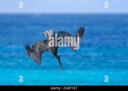 Braunpelikan (Pelecanus occidentalis), Tauchen für Fische im Wasser, Bonaire, niederländische Karibik. Stockfoto