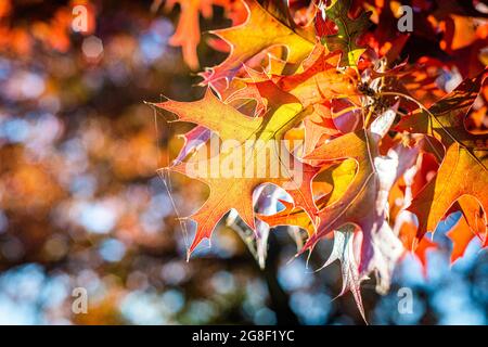 Nahaufnahme eines Herbstblattes, das die feinen Details in der Morgensonne zeigt Stockfoto