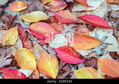 Ein Sonnenaufbruch, der an einem nebligen Morgen durch die herbstlichen Orangenbäume scheint Stockfoto