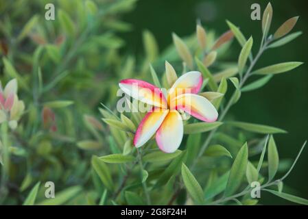 Nahaufnahme von fünf Blütenblättern mit weißen, gelben und rosa Farben zwischen grünen Blättern Stockfoto