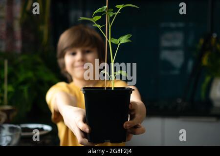 Kleiner Junge, der zu Hause Keimlinge pflanzt. Ein unabhängiges Kind ist mit einem Hobby beschäftigt, Pflanzen neu zu Pflanzen. Kind hält einen Topf mit Tomate im Vordergrund. Stockfoto