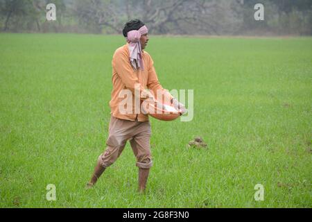 Indischer Landwirt, der Dünger im Weizenfeld verteilt Stockfoto