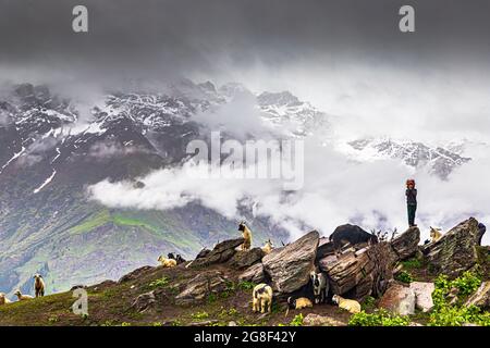 Blick auf den grünen himalaya-Berg und Schafe und Ziegen grasen auf Feldern. Stockfoto