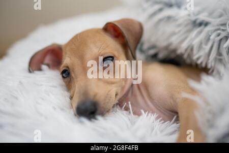 Nahaufnahme eines liegenden italienischen Windhunds. Hund schaut zur Seite, legt seinen Kopf auf seine Pfote, schaut auf die Kamera, schließt seine verschnauften Augen und fällt Stockfoto