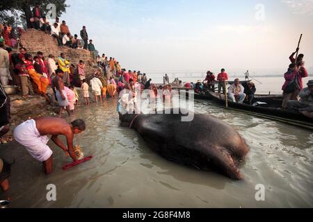 Elefanten werden auf der Sonpur Fair, der größten Tierverkaufmesse Asiens, im Fluss Ganda gebadet und gereinigt. Die Messe ist mehr als tausend Jahre alt. Stockfoto