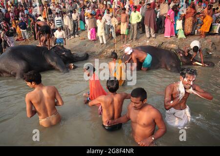 Elefanten werden auf der Sonpur Fair, der größten Tierverkaufmesse Asiens, im Fluss Ganda gebadet und gereinigt. Die Messe ist mehr als tausend Jahre alt. Stockfoto