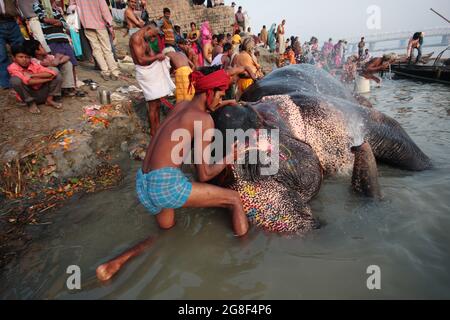 Elefanten werden auf der Sonpur Fair, der größten Tierverkaufmesse Asiens, im Fluss Ganda gebadet und gereinigt. Die Messe ist mehr als tausend Jahre alt. Stockfoto