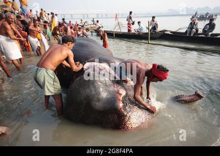 Elefanten werden auf der Sonpur Fair, der größten Tierverkaufmesse Asiens, im Fluss Ganda gebadet und gereinigt. Die Messe ist mehr als tausend Jahre alt. Stockfoto