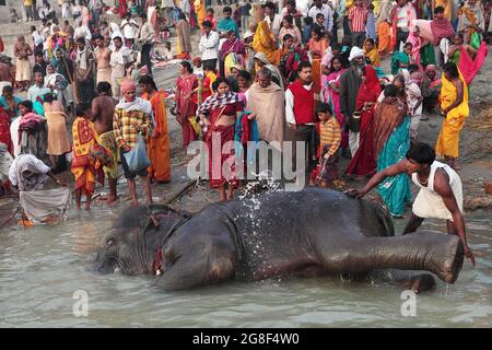 Elefanten werden auf der Sonpur Fair, der größten Tierverkaufmesse Asiens, im Fluss Ganda gebadet und gereinigt. Die Messe ist mehr als tausend Jahre alt. Stockfoto