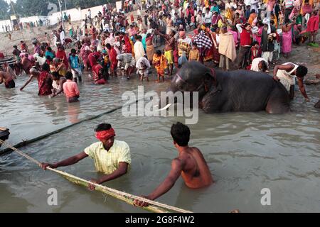 Elefanten werden auf der Sonpur Fair, der größten Tierverkaufmesse Asiens, im Fluss Ganda gebadet und gereinigt. Die Messe ist mehr als tausend Jahre alt. Stockfoto