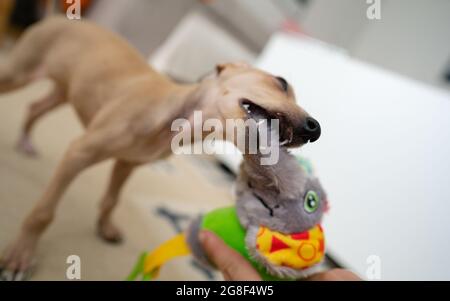 Der Hund spielt zu Hause. Der italienische Windhund-Welpe zieht mit seinen Zähnen ein Spielzeug am Seil. Kleiner Welpenhund Stockfoto