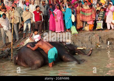 Elefanten werden auf der Sonpur Fair, der größten Tierverkaufmesse Asiens, im Fluss Ganda gebadet und gereinigt. Die Messe ist mehr als tausend Jahre alt. Stockfoto