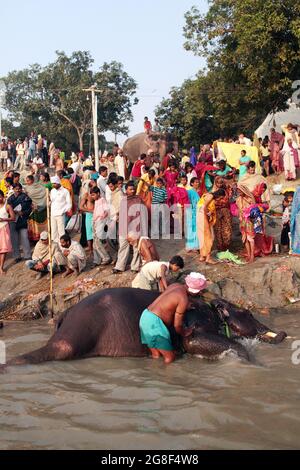 Elefanten werden auf der Sonpur Fair, der größten Tierverkaufmesse Asiens, im Fluss Ganda gebadet und gereinigt. Die Messe ist mehr als tausend Jahre alt. Stockfoto