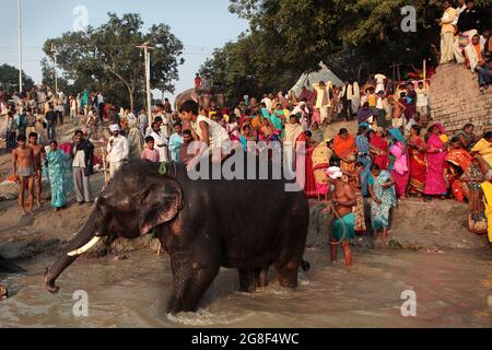 Elefanten werden auf der Sonpur Fair, der größten Tierverkaufmesse Asiens, im Fluss Ganda gebadet und gereinigt. Die Messe ist mehr als tausend Jahre alt. Stockfoto