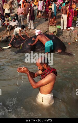 Elefanten werden auf der Sonpur Fair, der größten Tierverkaufmesse Asiens, im Fluss Ganda gebadet und gereinigt. Die Messe ist mehr als tausend Jahre alt. Stockfoto