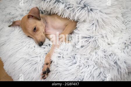 Der italienische Welpe Greyhound liegt zu Hause auf dem Hundebett - selektiver Fokus auf das Schlafen auf dem Kissen. Weißer Hintergrund, Platz für Text. Inländisches niedliches Haustier. Stockfoto
