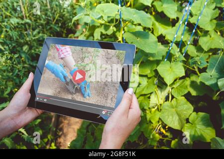 Intelligente Landwirtschaft. Frau mit Tablet und Wachen Video-Tutorial, wie man eine Agronomin zu werden Stockfoto