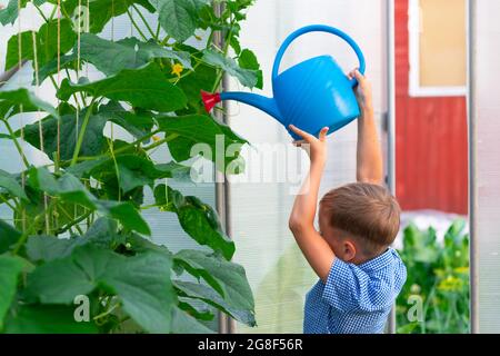 Ein Junge im Vorschulalter mit einer ordentlichen Frisur in einem blauen Hemd, das Gurken- und Tomatenpflanzen in einem Gewächshaus wässert. Selektiver Fokus. Hochformat Stockfoto