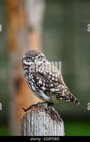 Eine kleine Eule in Gefangenschaft, die auf die Kamera schaute, die auf einem Holzstumpf thronte. Stockfoto