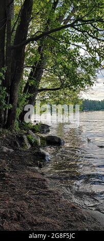 Vertikale Aufnahme eines von Bäumen umgebenen Sees Stockfoto