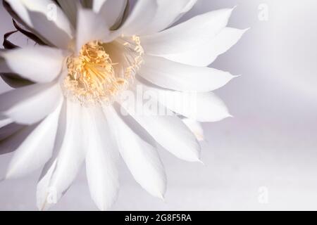 Weiße Kaktusblüte auf weißem Hintergrund Nahaufnahme selektiver Fokus. Stockfoto