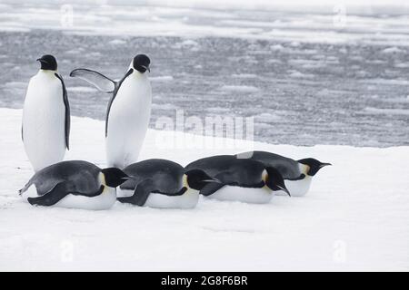 Kaiserpinguine (Aptenodytes forsteri), Weddellmeer, Antarktis Stockfoto