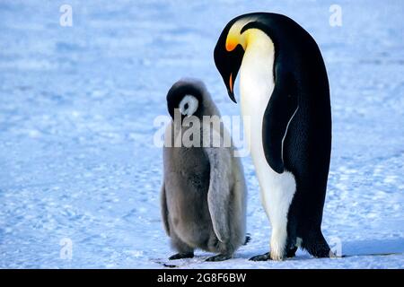 Erwachsene und Jugendliche Kaiserpinguine (Aptenodytes forsteri) auf Eisscholle, Atka Bay, Weddellmeer, Antarktis Stockfoto