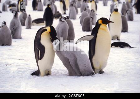 Jungtier-Kaiserpinguin (Aptenodytes forsteri), der in der Kolonie in der Nähe der britischen Haley-Antarktisstation, Atka Bay, Weddellmeer, Antarktis, gefüttert wird Stockfoto