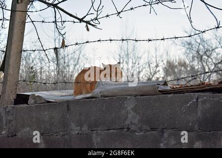 Flauschige Ingwerkatze, die auf dem Dach ruht. Stockfoto