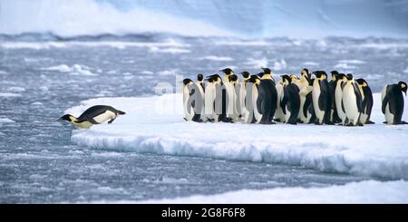 Kaiserpinguine (Aptenodytes forsteri) tauchen im Wasser in der Nähe der deutschen Neumayer Antarktisstation, Atka Bay, Weddellmeer, Antarktis Stockfoto