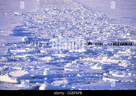 Kaiserpinguine (Aptenodytes forsteri) auf der Eisscholle, dem Riiser-Larsen-Schelfeis, der Küste des Queen Maud-Landes, dem Weddellmeer und der Antarktis Stockfoto