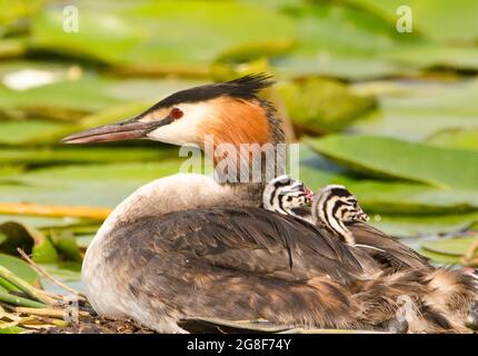 Ein wunderschöner Haubentaucher, der zwei kleine Fledglings trägt Stockfoto